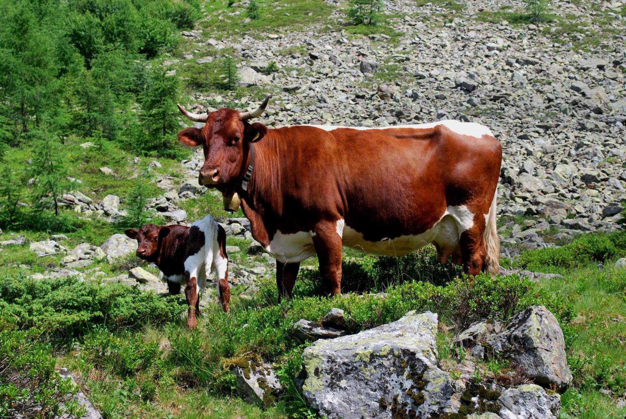 Penzion Hinkerhof Schladming Exteriér fotografie